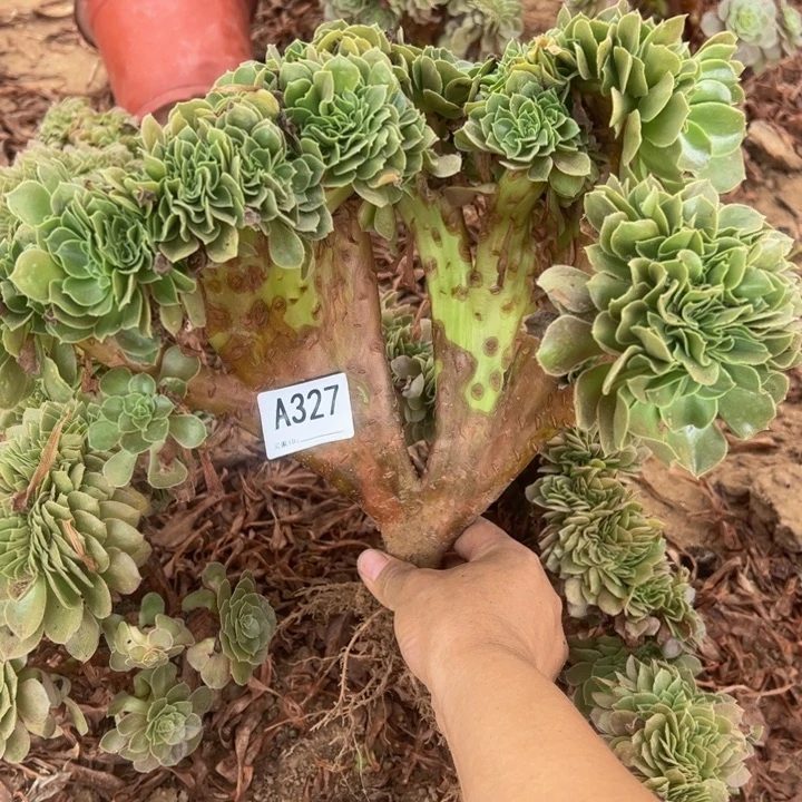 玫瑰缀多肉植物327.