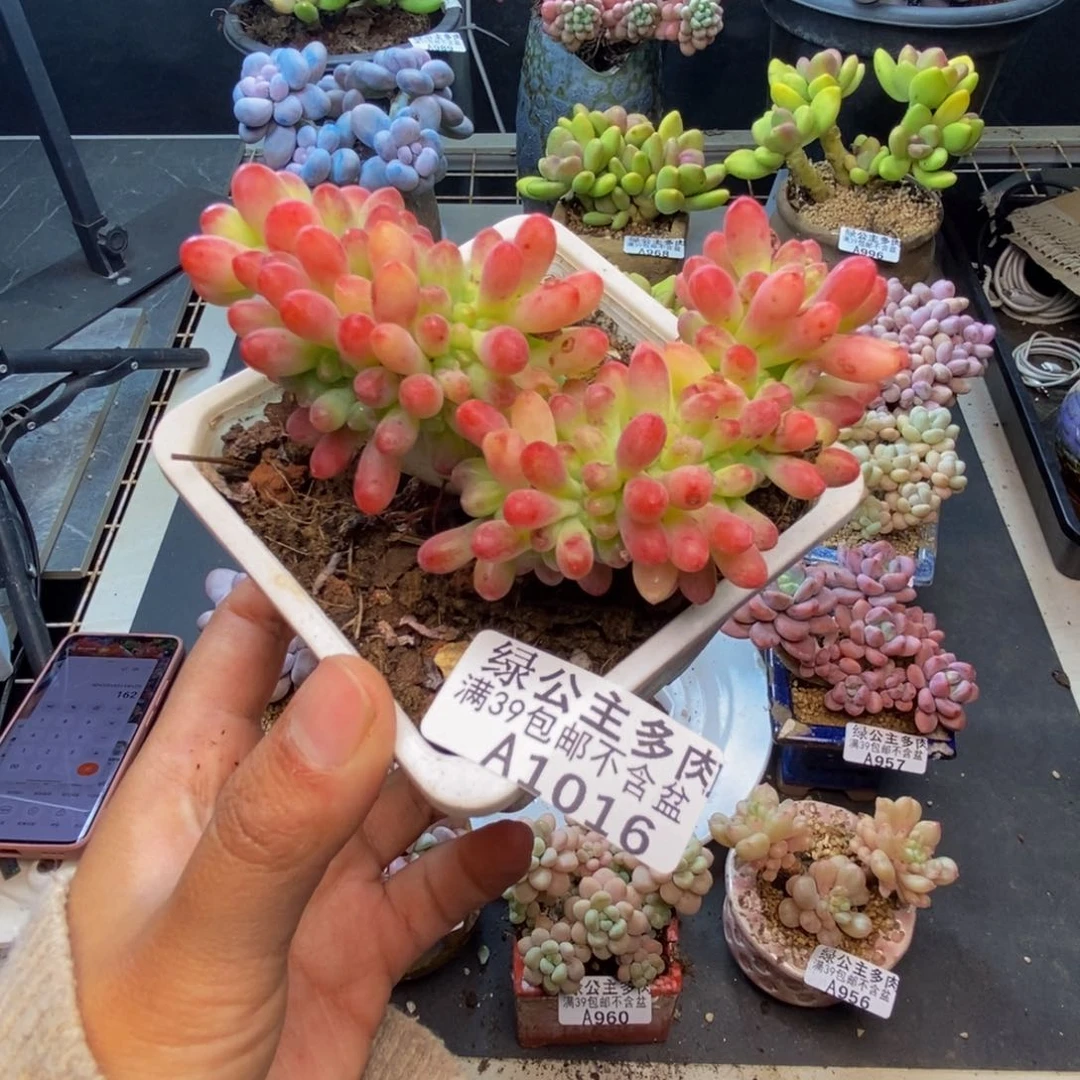 016乙女心缀多肉8c m