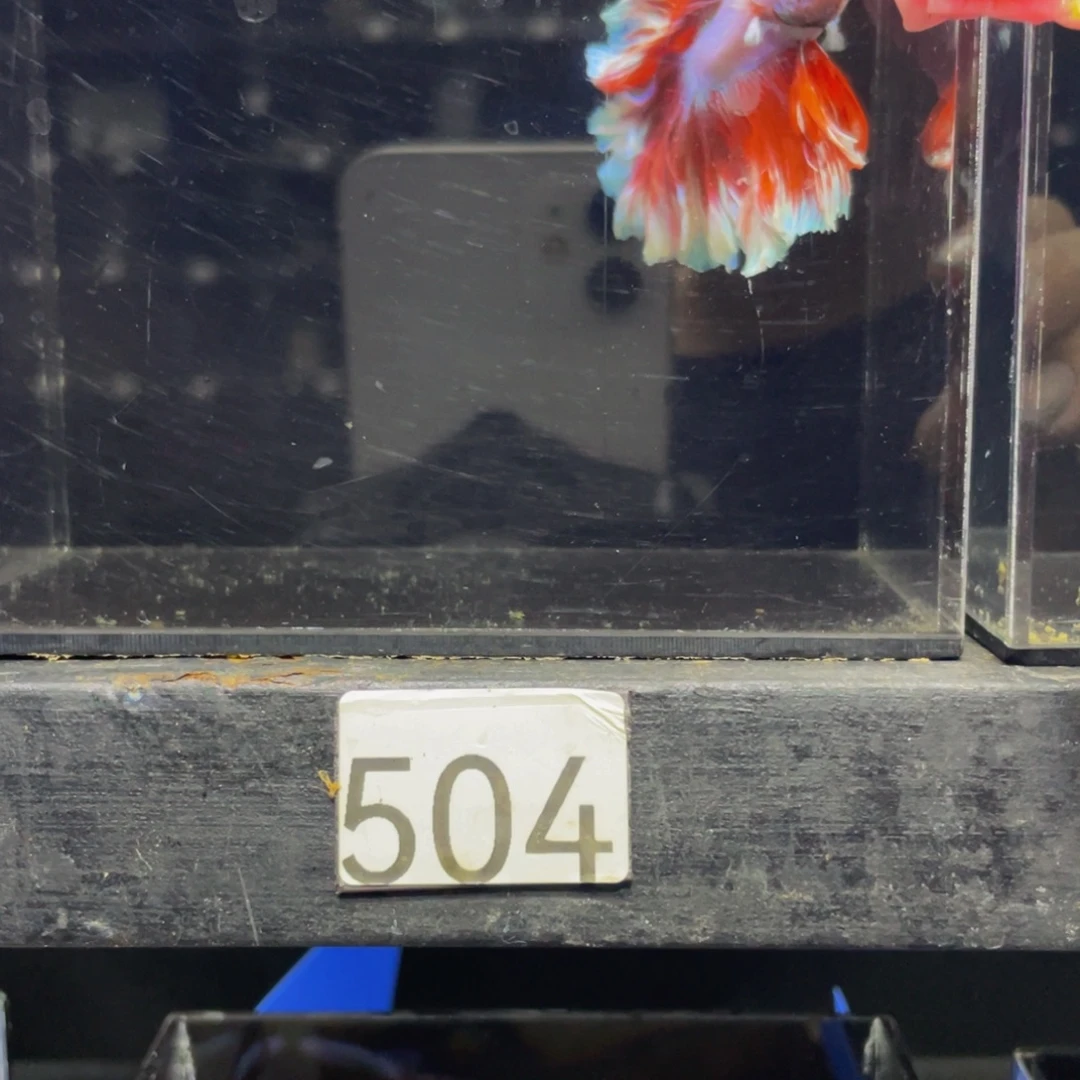 斗鱼哈哈哈哈504蛤