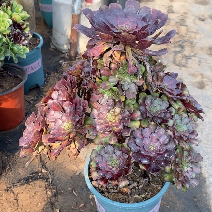 红桐中斑88多肉植物法师法师