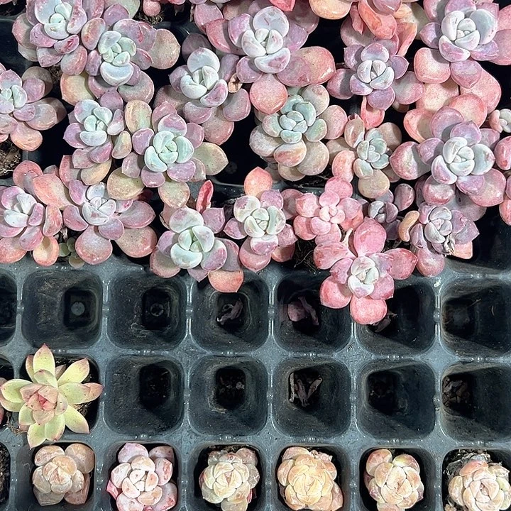 花斑鹿 满10颗包邮
