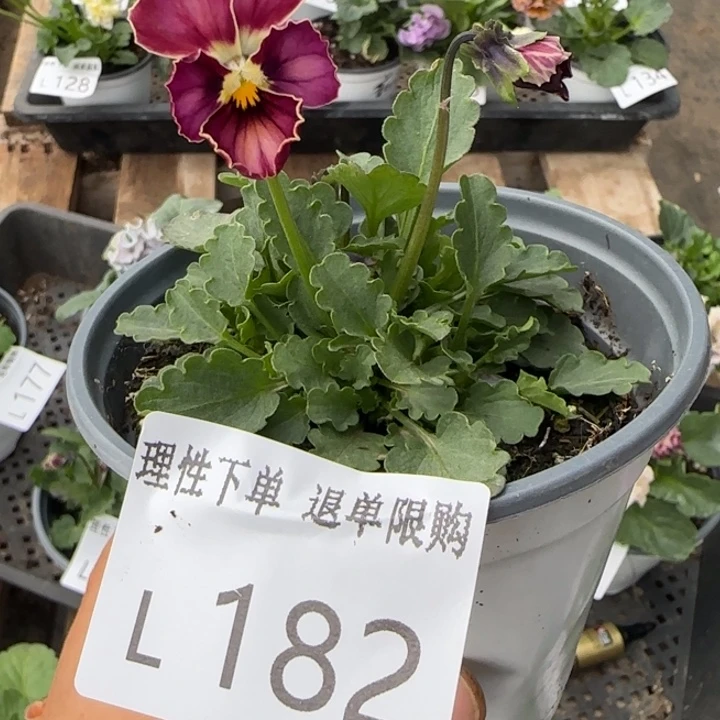 无花朵L182角堇小苗一物一拍苗晃