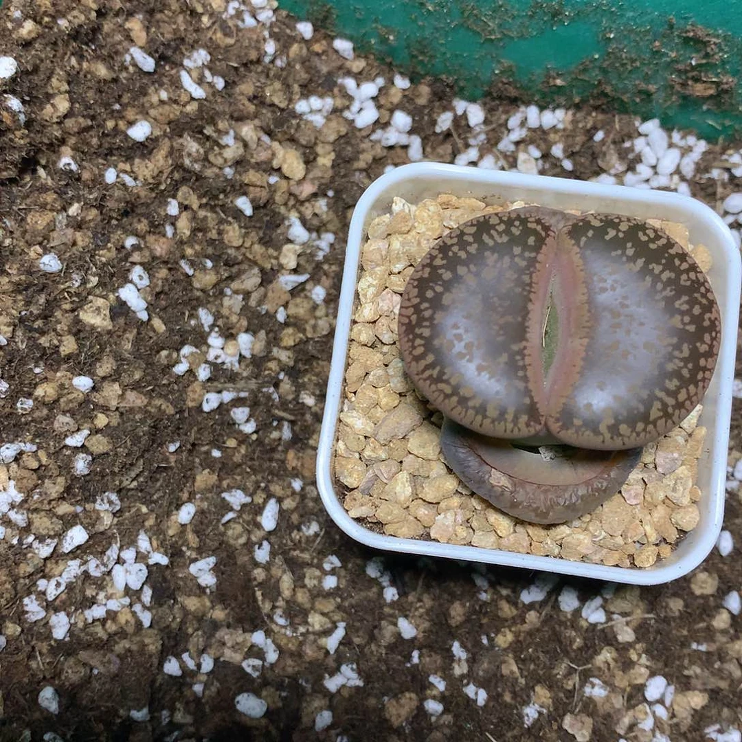 宝**妈老猫猫多肉一物一拍