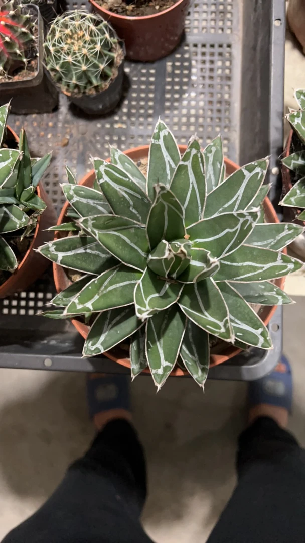 笹之雪龙舌兰仙人球雷神屉之雪吉祥冠多肉植物小盆栽净化空气