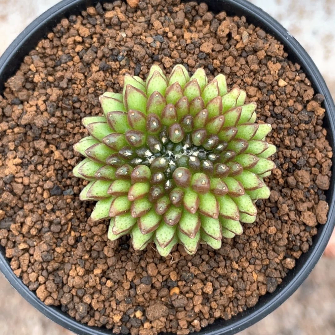 当前无花朵，栽培后可花朵貘缀