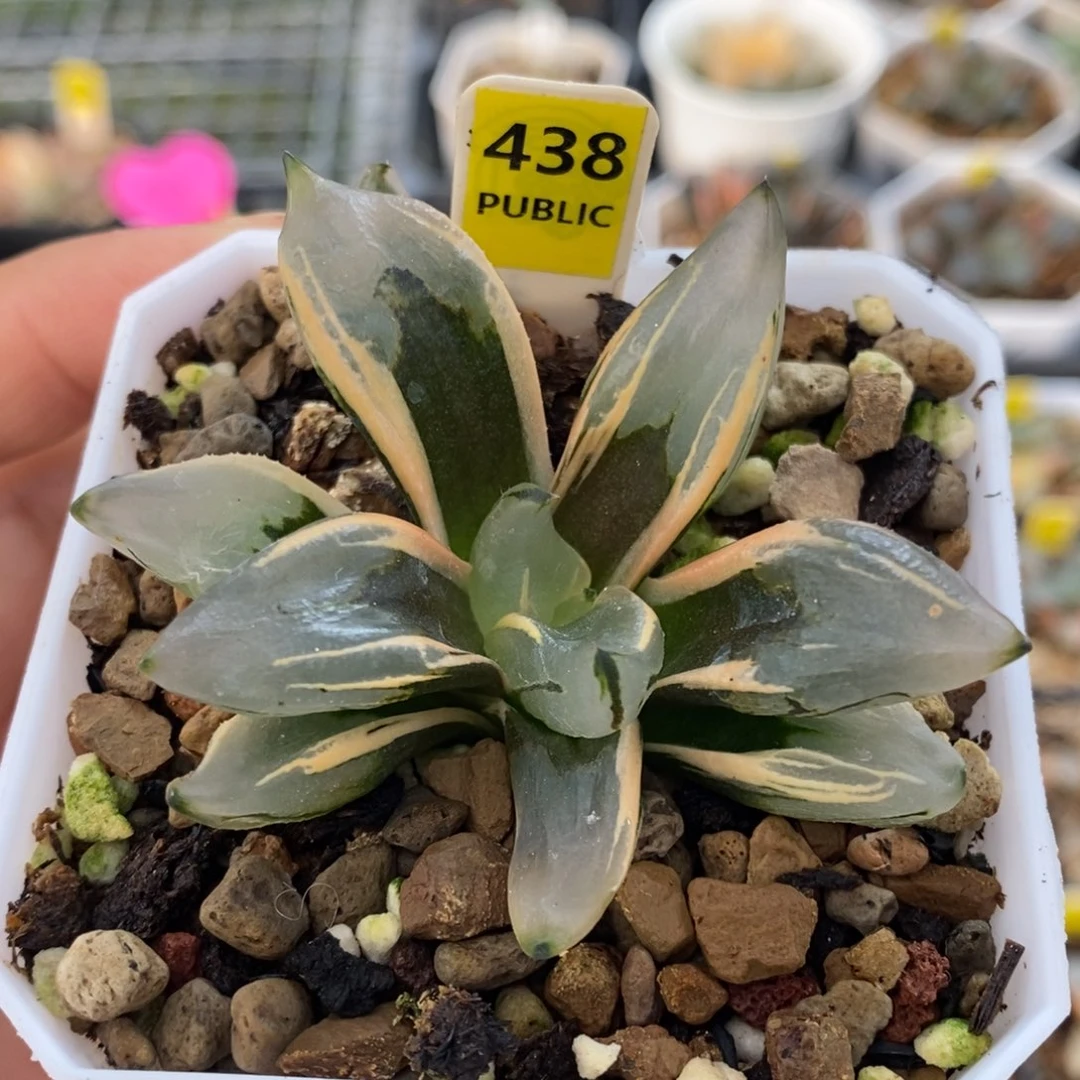 438号西瓜变异锦多肉