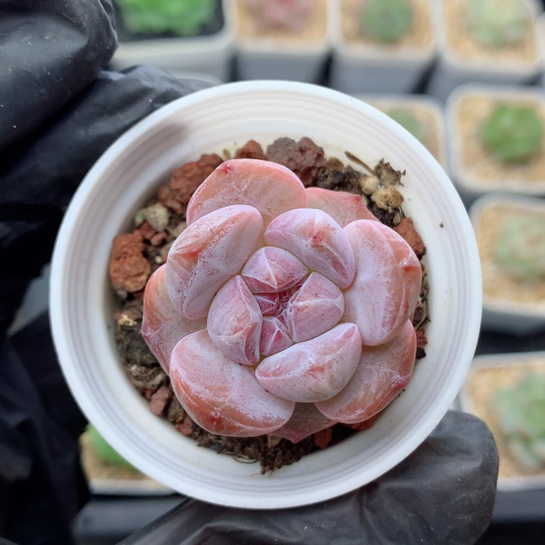 58包邮  群生不包整星影52