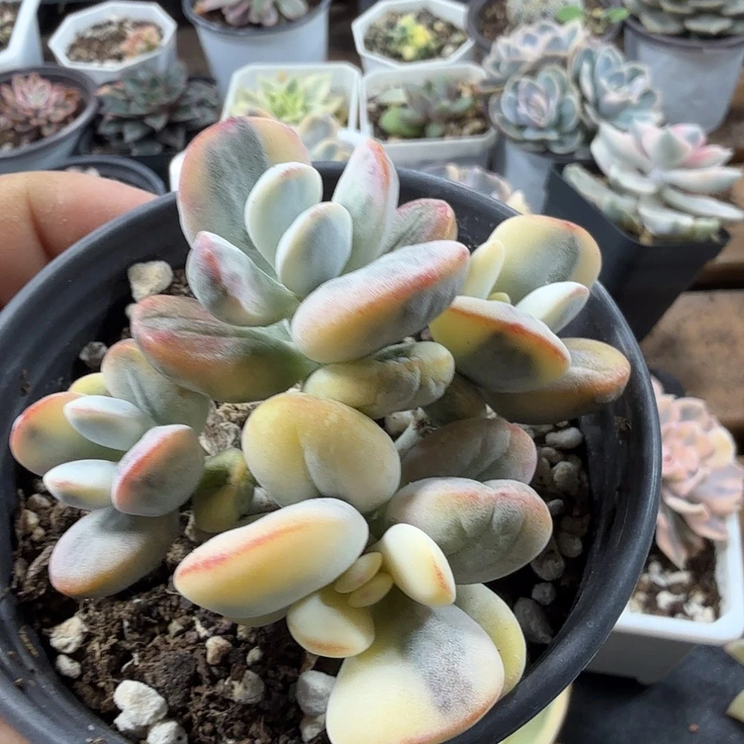 福娘锦有砍群 小方花圃一物一拍