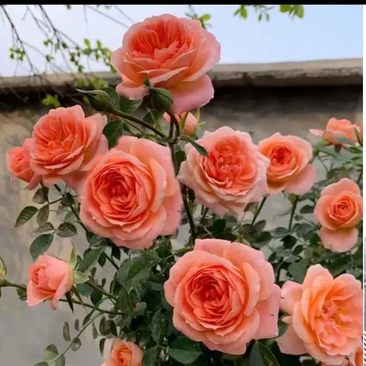 【甜梦】藤本月季花苗爬藤攀援庭院植物盆栽阳台庭院耐寒多头勤花