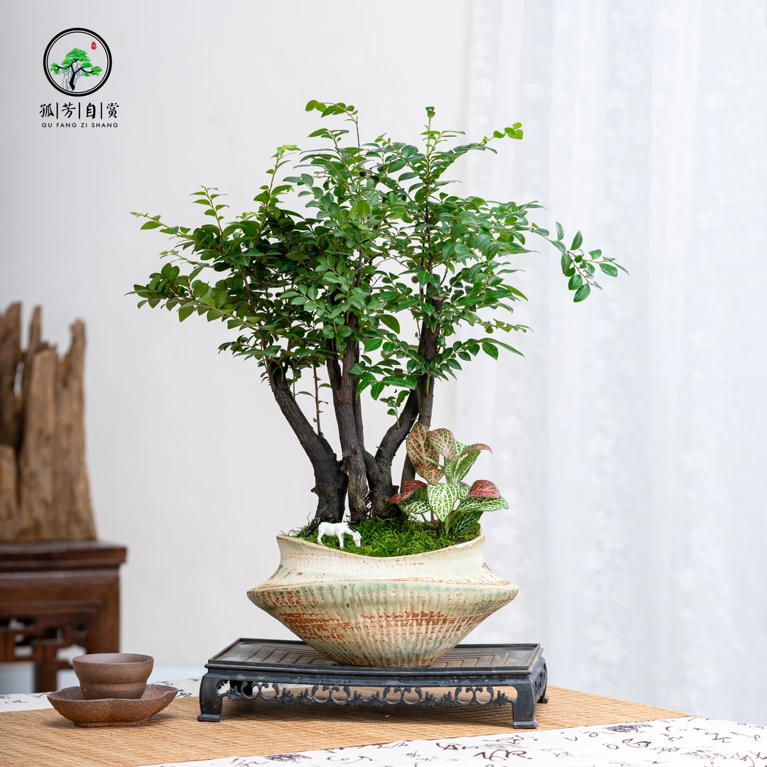 小叶紫黑骨茶老桩造型室内盆景办公室茶桌客厅植物中式