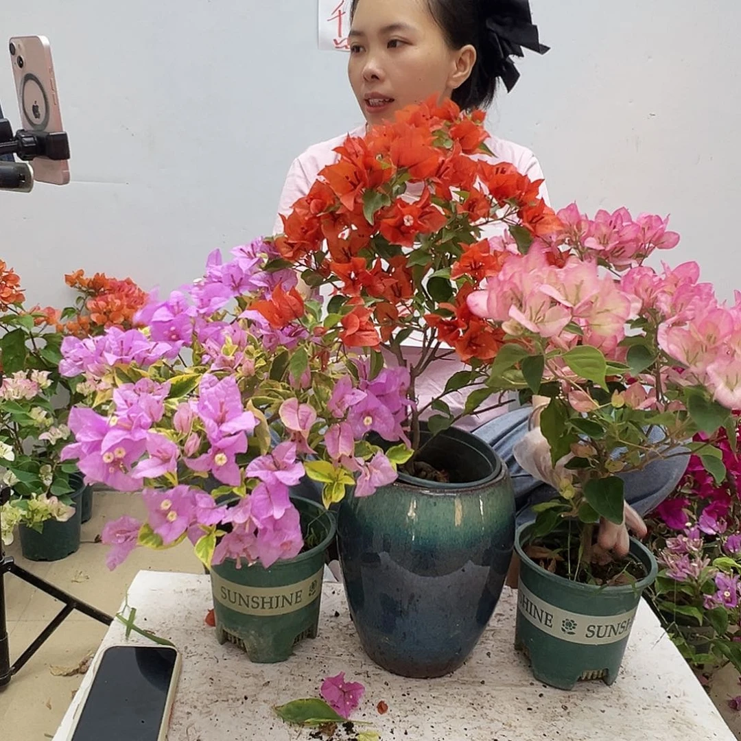 大部分花苞少量开放金边粉可爱，红桑巴，五宝组合