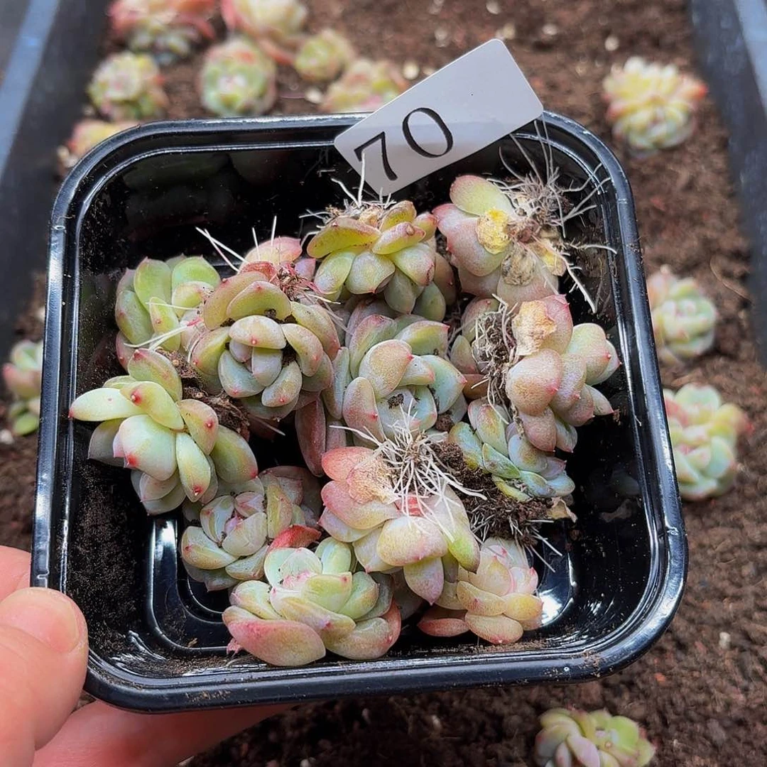 A****?多肉植物多肉植物70