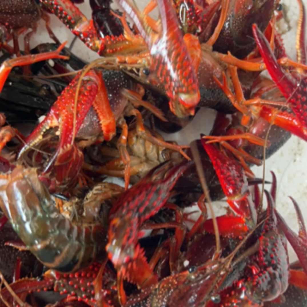 鲜活小龙虾1两/3斤（一斤9-11个）