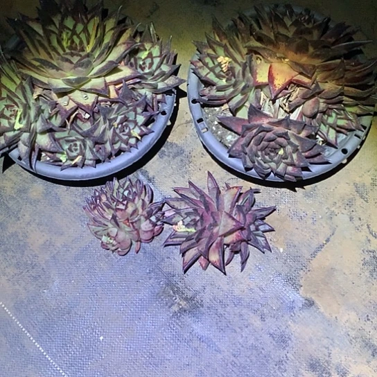 G****R每周特价活动开始啦