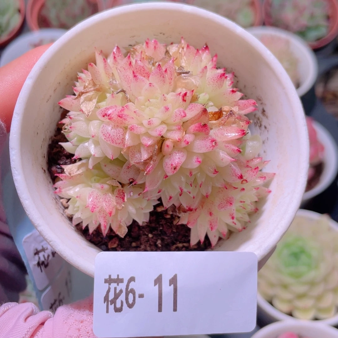 花利美6-11麦秆群