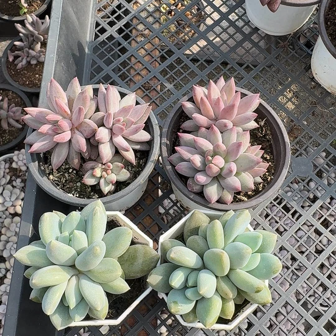 3头虞美人双头的黄胖体哥特萝莉42