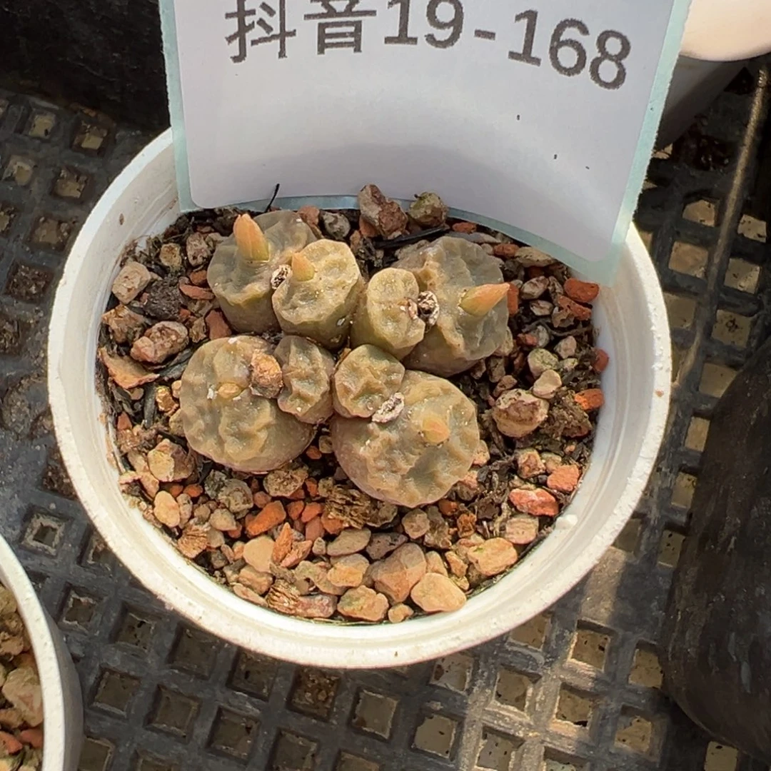 19-168烧麦多肉植物，