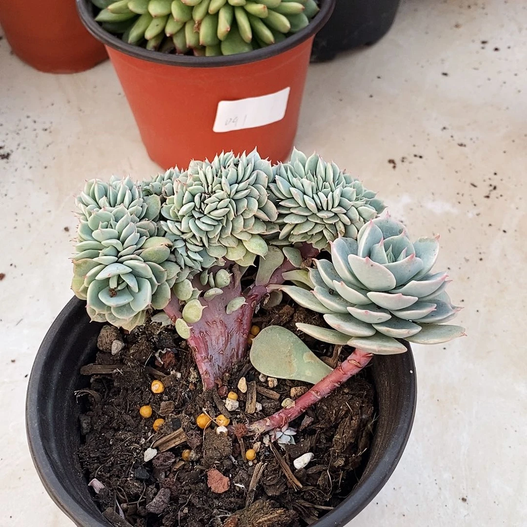 多肉植物雪域蓝巴黎48