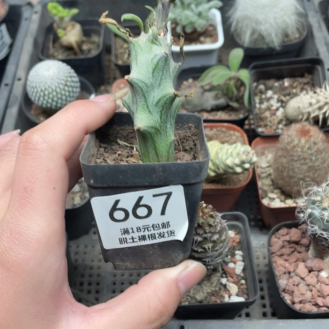 667普西利菊（满18包邮）
