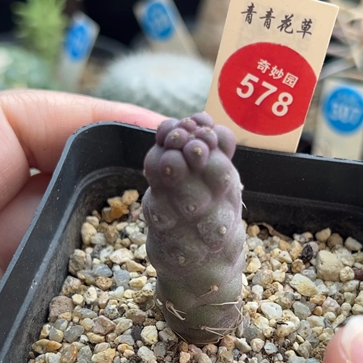 实生习志野1.8cm一棵仙人球