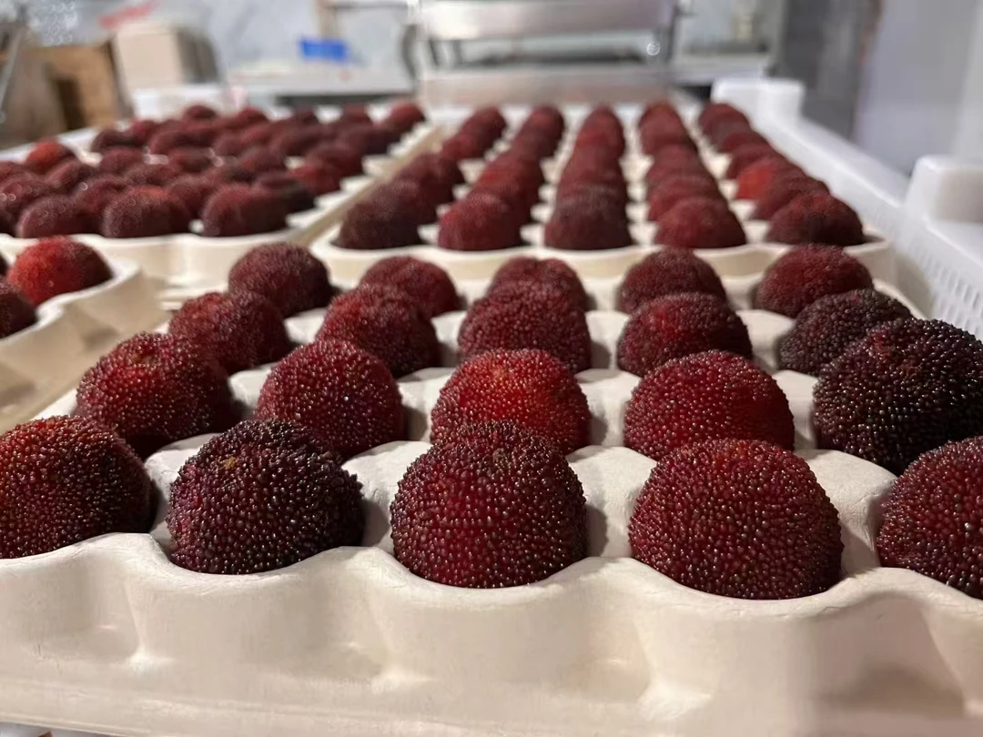 11A【东魁】仙居东魁杨梅孕妇水果新鲜采摘现发冷链坏果包赔酸甜