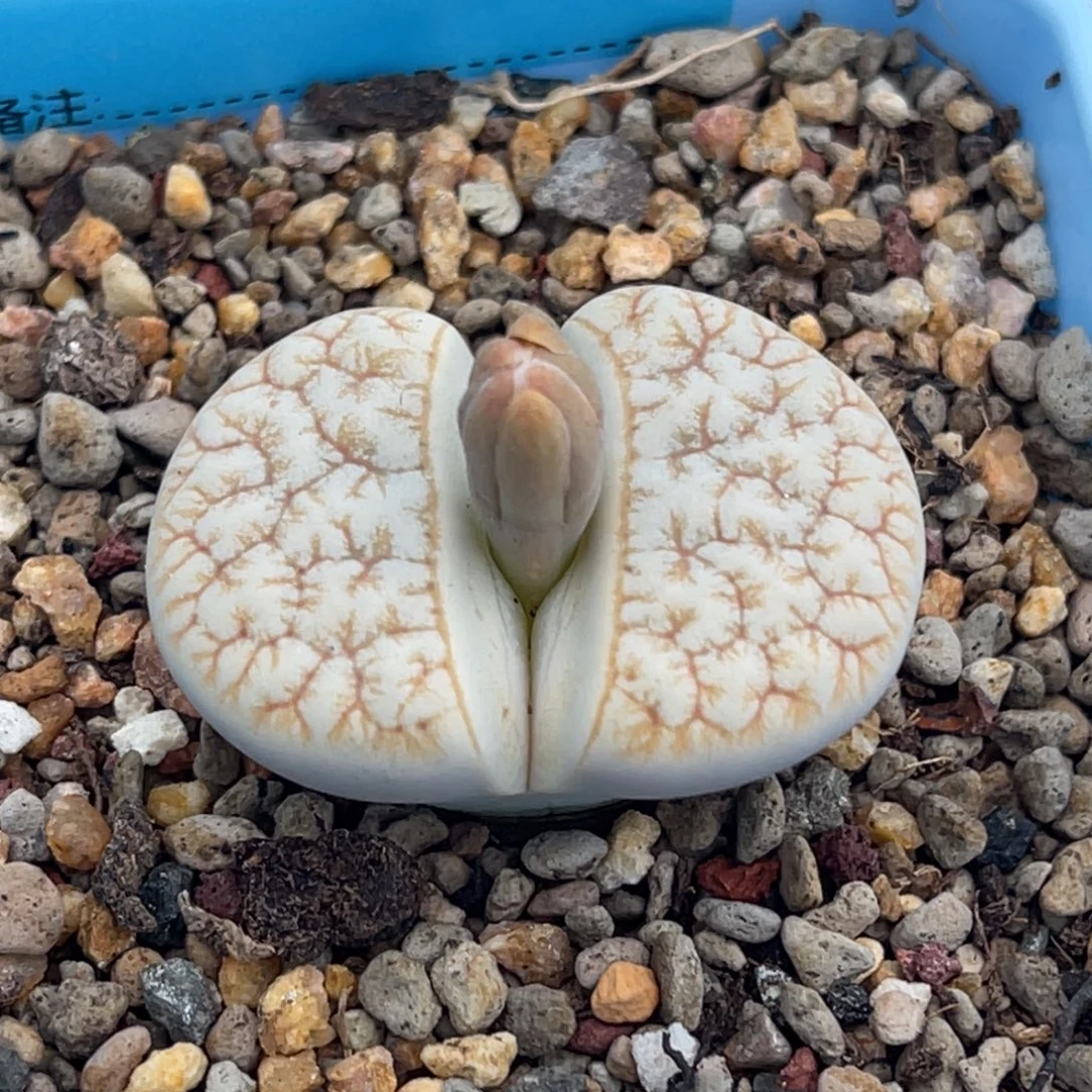 7821睫毛铁荒一颗