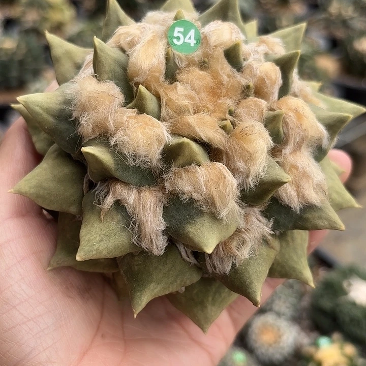 袖蒲苗接落地仙人球54