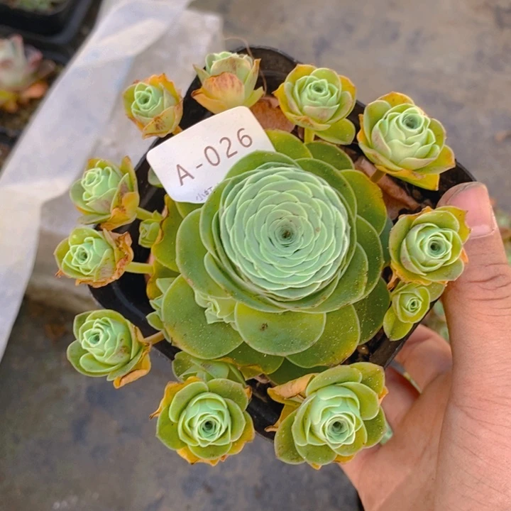 山地玫瑰捧花026