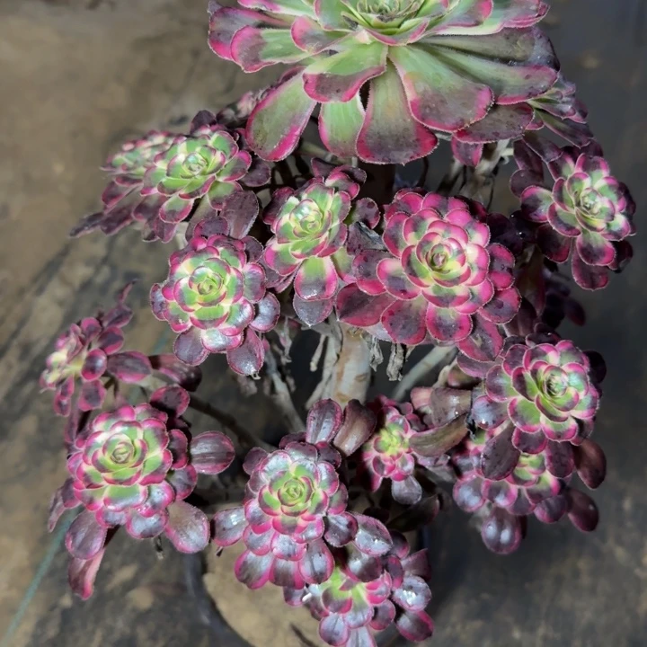 24793南丽娜多肉植物