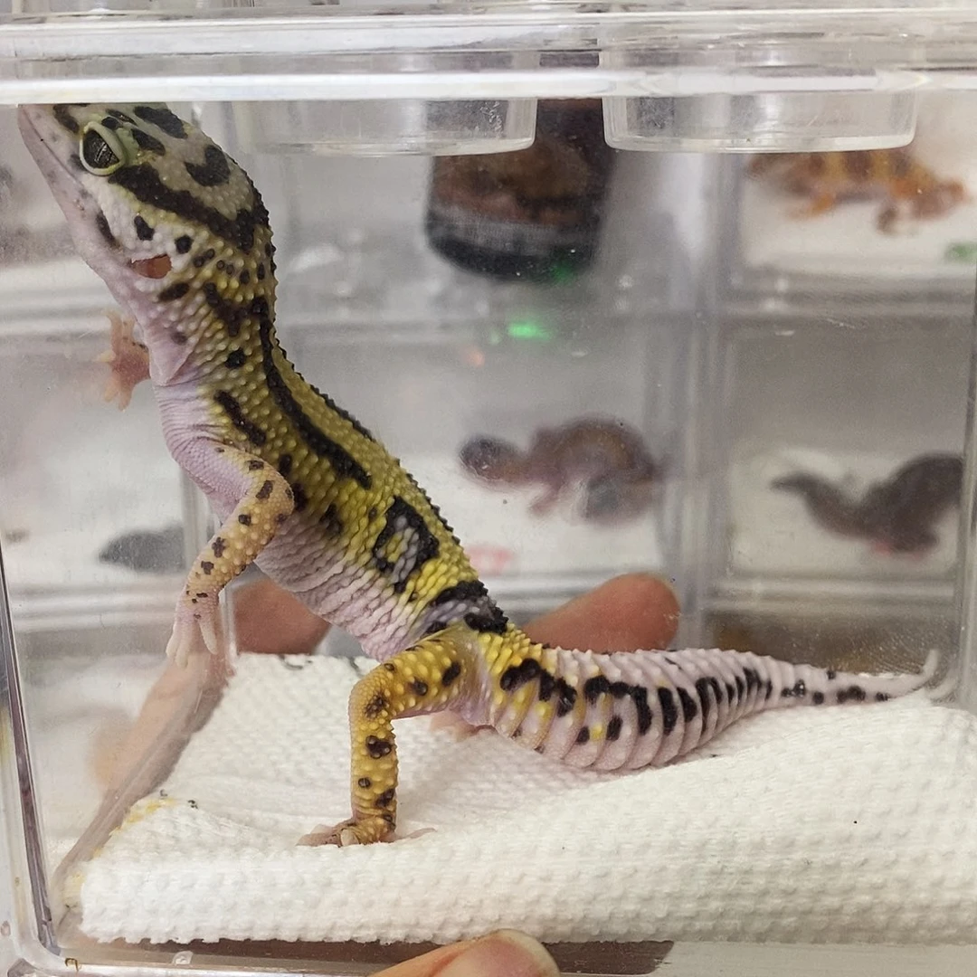 豹纹守宫选育设计者 母