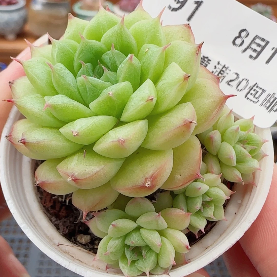 花语逸镜0811-91散海王