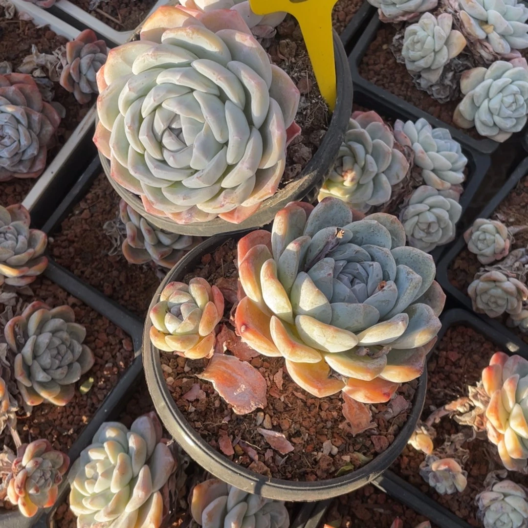 8号冰玉多头群生两个