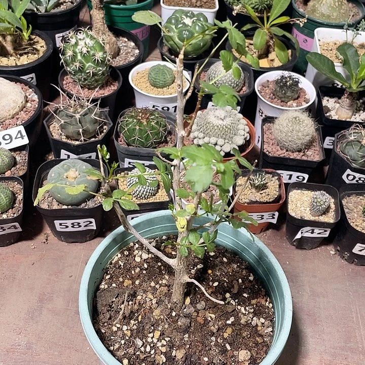 592芳香橄榄块根，