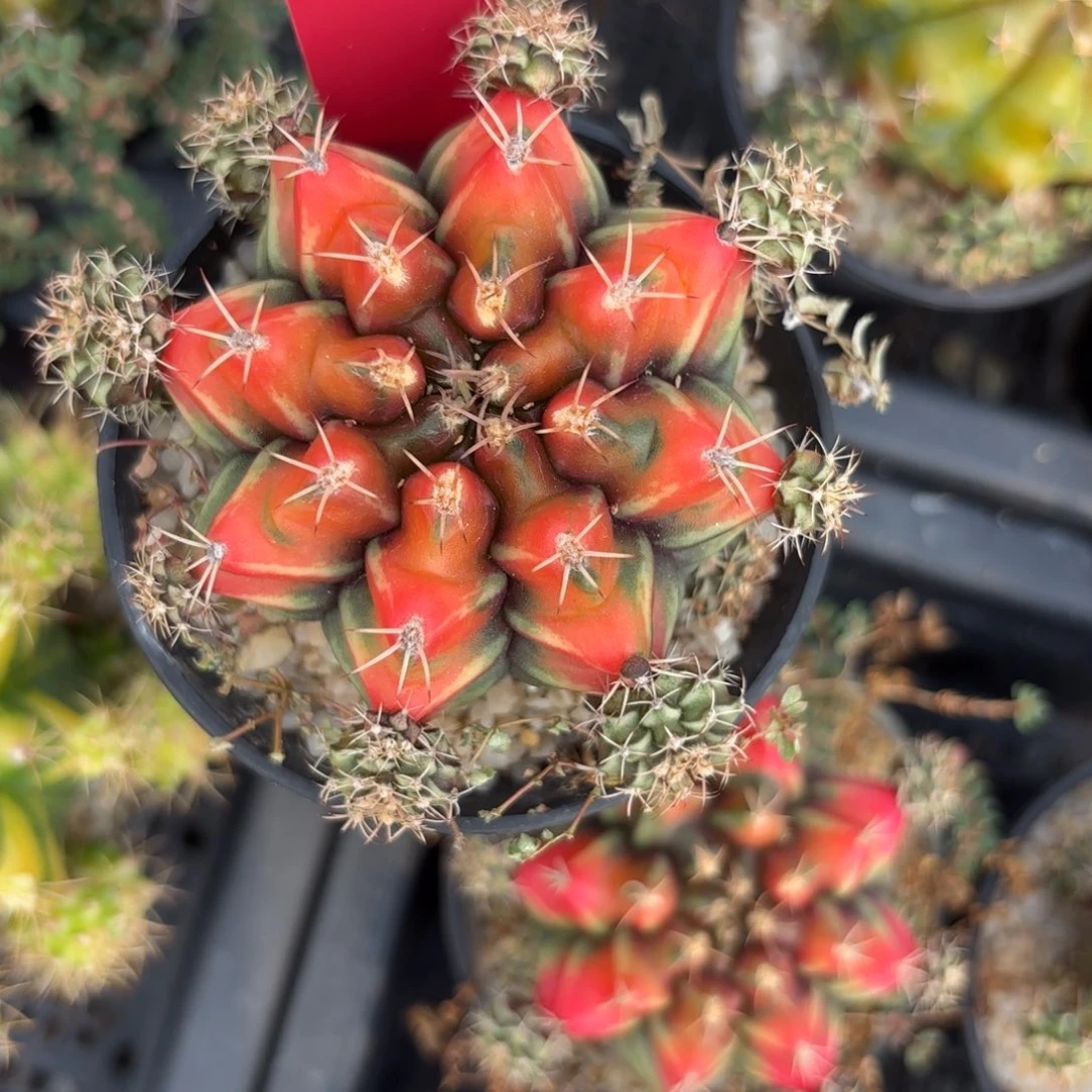 30-0105泰国发货多肉