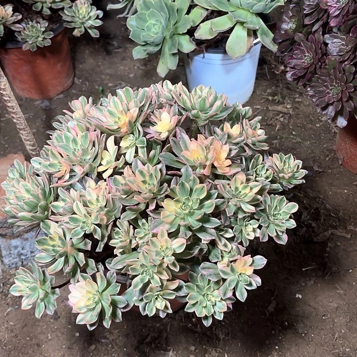 多肉植物法师甜茶50