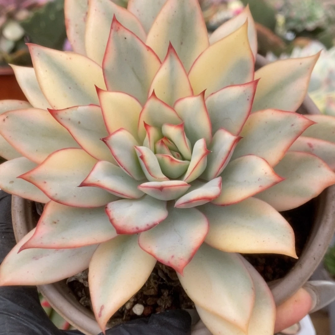 082月光女神锦锦锦锦锦