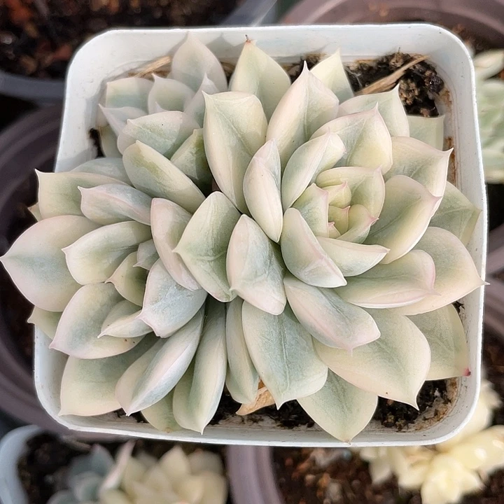 月亮仙子锦。锦龙一物一拍
