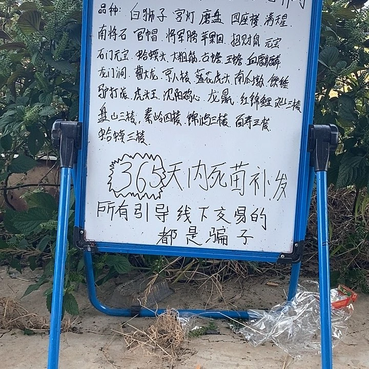 完全开放焱*鑫麻核桃树苗盘山三棱