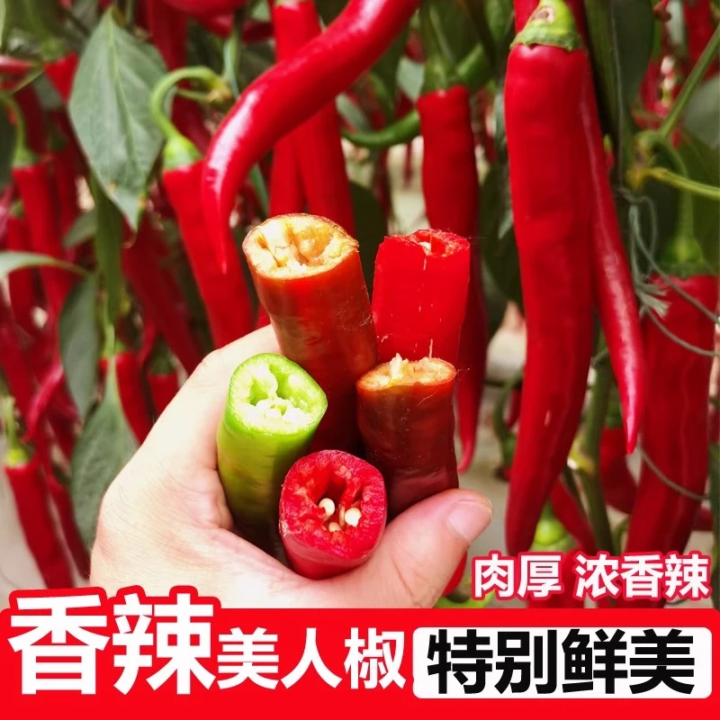 正宗摘不败美人椒种子大树红尖椒红辣椒种子特香辣四季盆栽菜种籽
