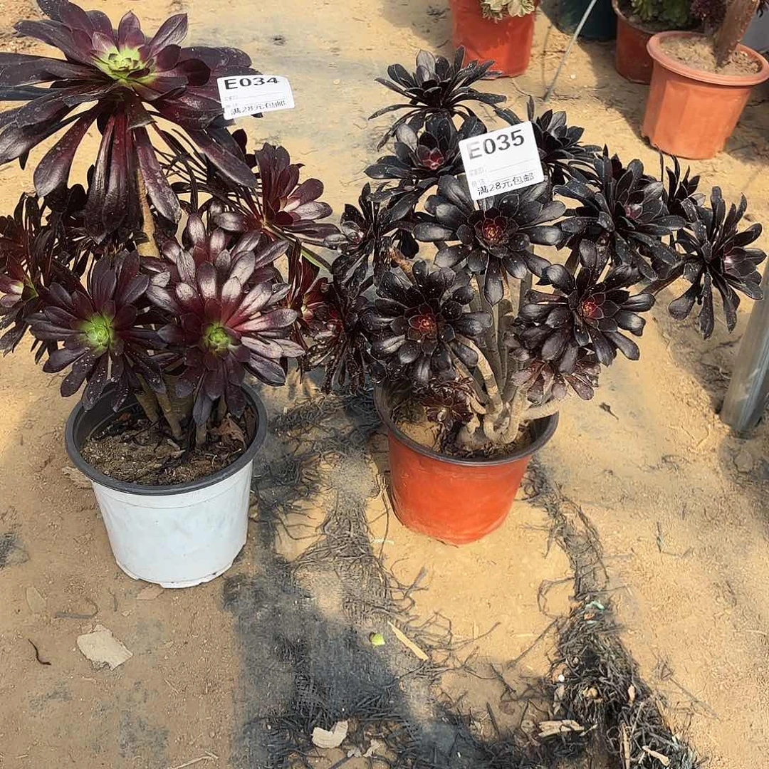 ?****梦034/035两颗魔法师多肉植物