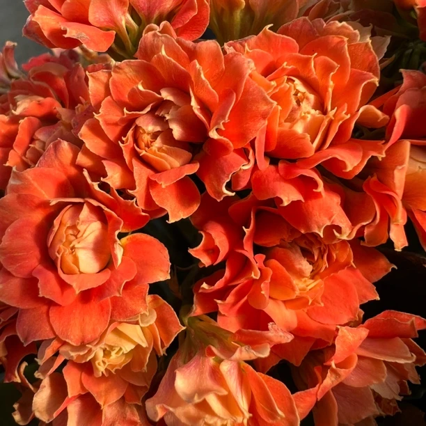 长寿花园～【金风玉露】超大花 稀有品种