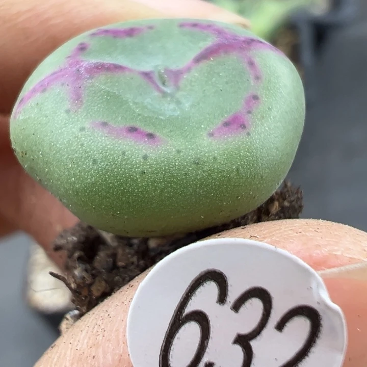 632干这颗多肉有点好看