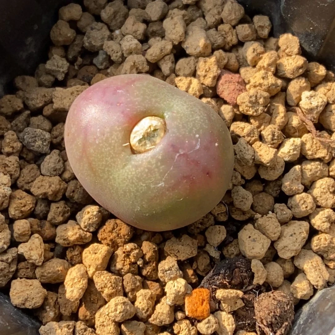 多肉植物肉锥杂交K-141