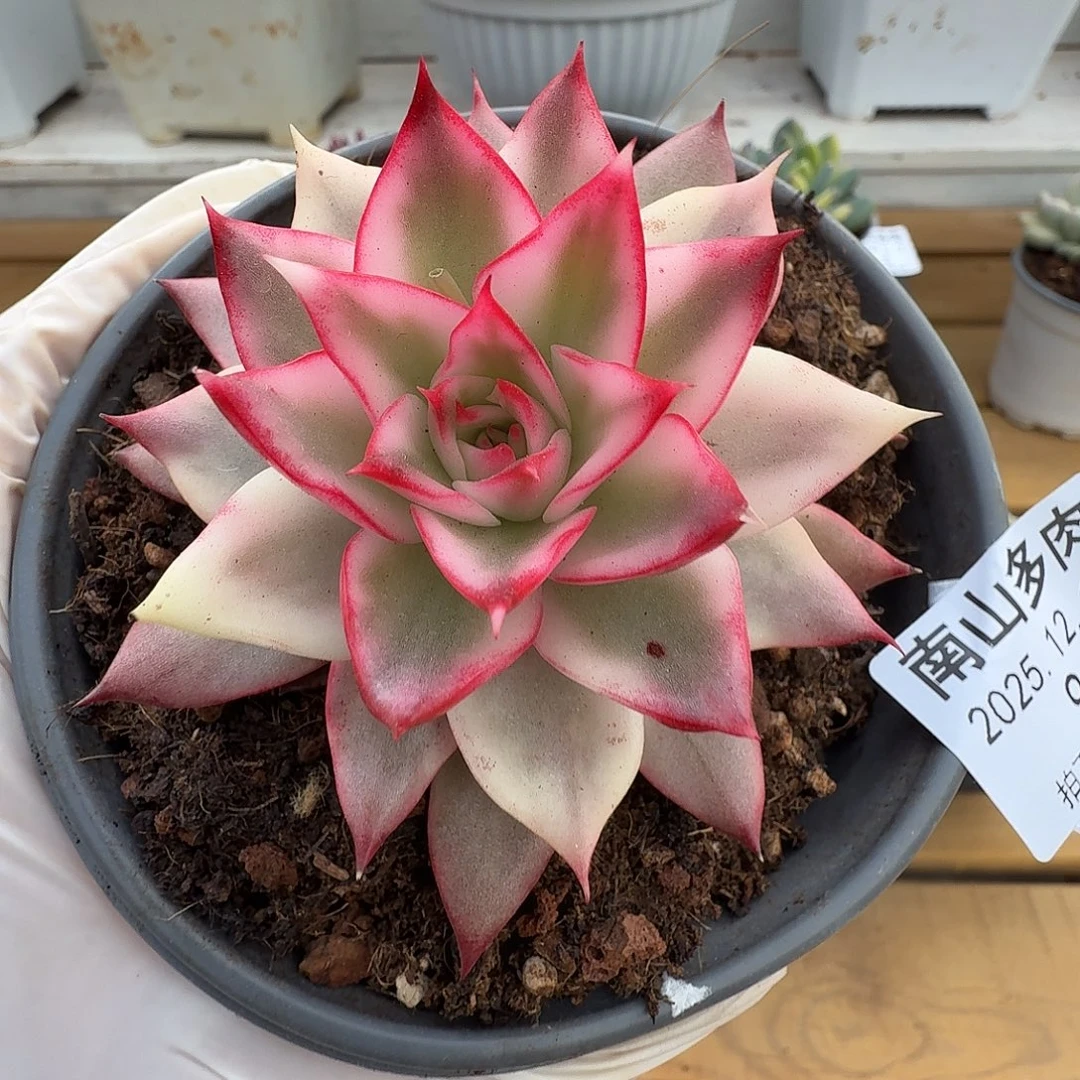 吉赛尔宽锦111217-9