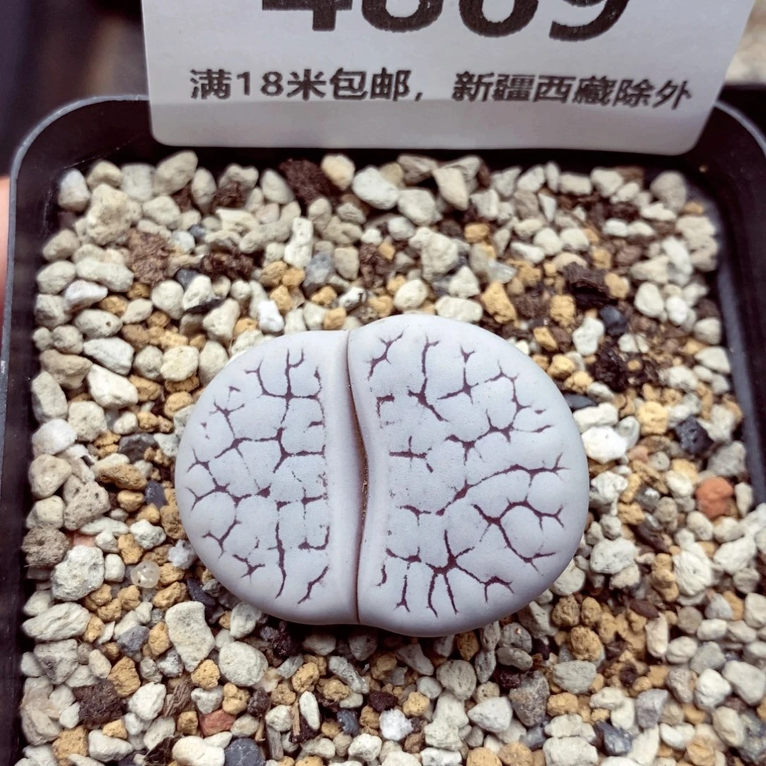 4869。