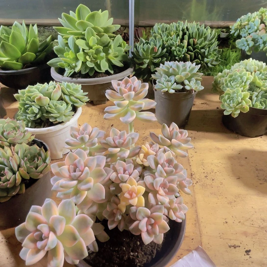 文***文00000000000000261