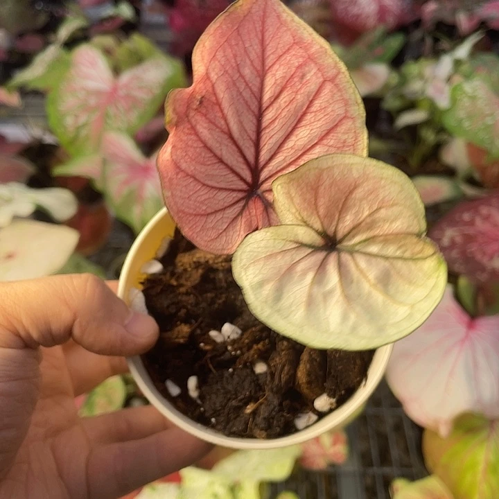 完全开放a***话那拉塔18