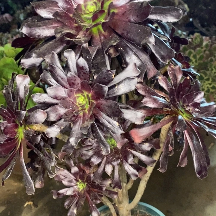 墨法多肉植物56。