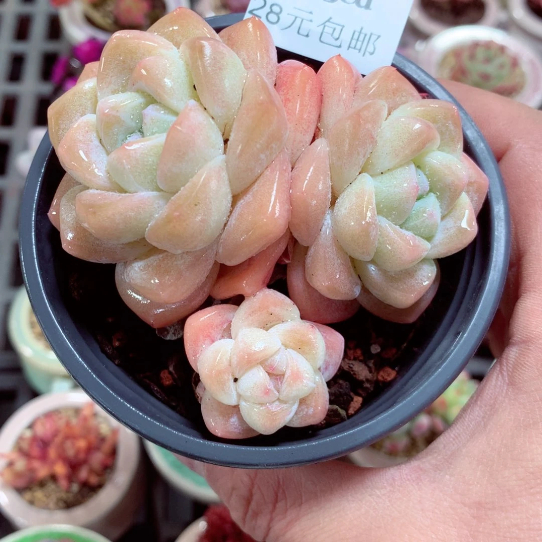 5厘米盆精控多肉4923