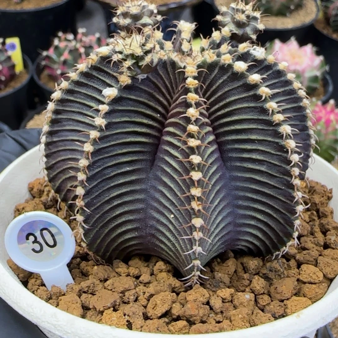 30号泰系实生密纹肋骨9r001